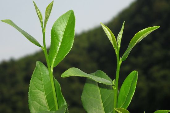 單樅茶什么季節(jié)最好喝，鳳凰單叢茶春茶好還是秋茶好？