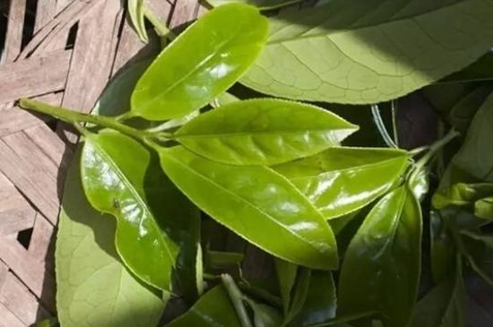 鴨屎香茶哪些人不能飲，什么人不能喝鴨屎香