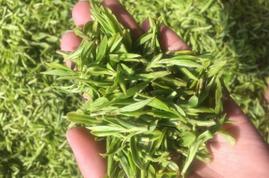 龍井好喝還是毛尖好喝，綠茶是龍井好還是毛尖好？