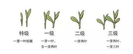 烏牛早和龍井的區(qū)別圖片，龍井43號(hào)和烏牛早茶的對(duì)比