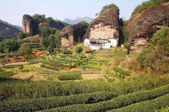 馬頭巖肉桂是大紅袍嗎，大紅袍肉桂屬于什么茶？