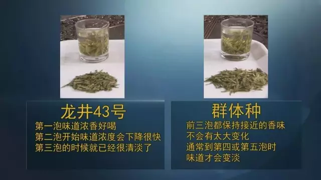 龍井群體種和43號(hào)的區(qū)別圖片，龍井43和群體種哪個(gè)好喝？