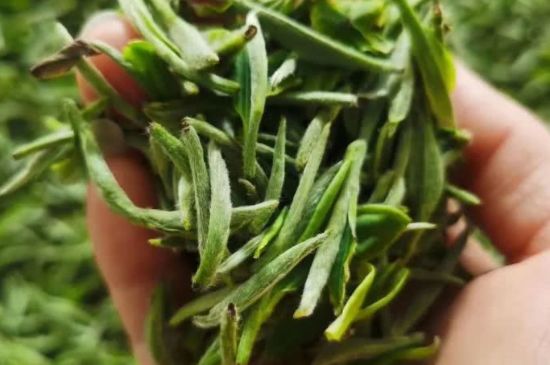 金壇雀舌算不算好茶，金壇雀舌屬于什么檔次茶葉？
