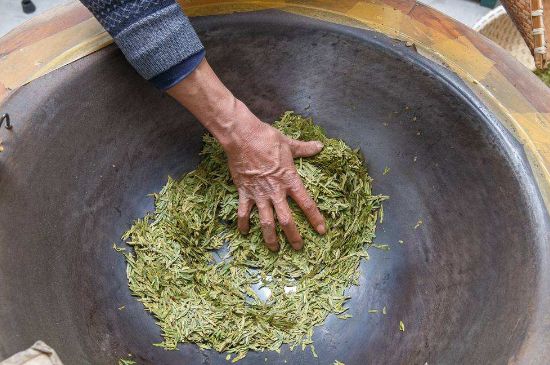 雀舌有一股青草味，雀舌為什么有青草味？