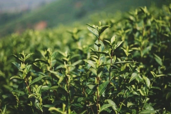 龍井是明前的好還是雨前的好，明前茶和雨前茶哪個(gè)好喝？