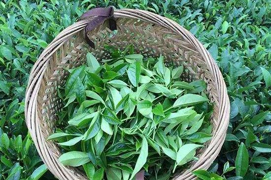鴨屎香單叢雪片茶的特點，鳳凰雪片茶有什么特點？