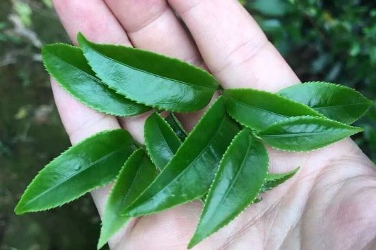 鋸朵仔跟鴨屎香哪個(gè)貴，鋸朵子和鴨屎香哪個(gè)好喝？
