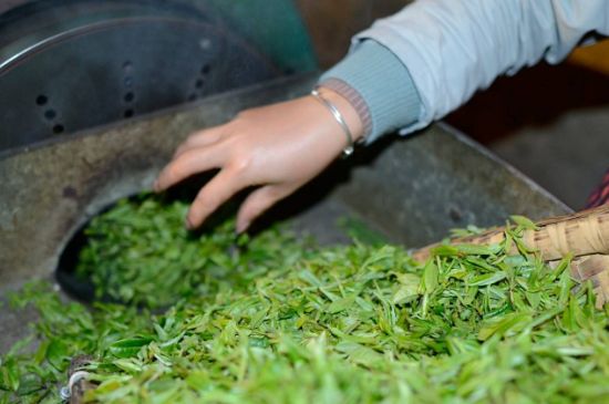 雀舌有一股青草味，雀舌為什么有青草味？
