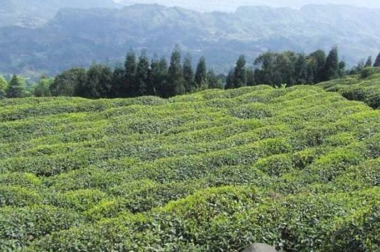 蒙頂山茶種類，蒙頂山哪種茶好？