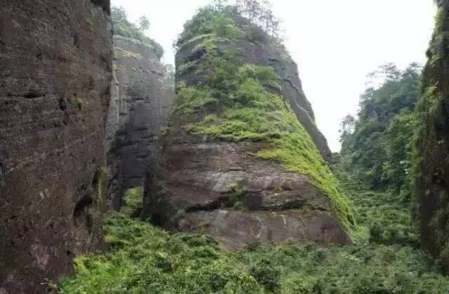 武夷山為什么盛產(chǎn)茶葉，武夷山茶為什么好喝？