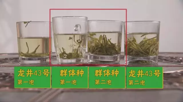 龍井群體種和43號(hào)的區(qū)別圖片，龍井43和群體種哪個(gè)好喝？