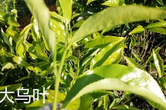 鴨屎香和大烏葉是同一種茶葉嗎，單叢大烏葉和鴨屎香有什么區(qū)別？