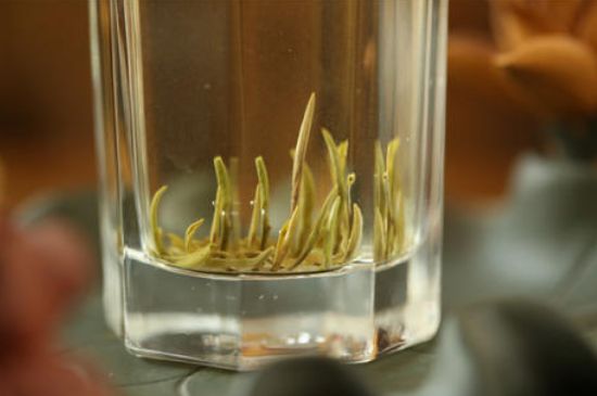 踏雪蘭妃是什么茶，踏雪蘭妃是哪里的茶葉?