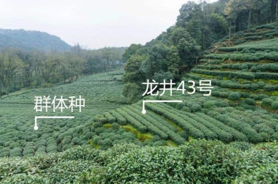 43號龍井屬于好茶嗎，龍井茶43號是什么意思？
