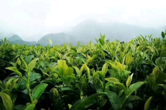 一天3杯紅茶抗癌，常飲紅茶對(duì)身體有好處！