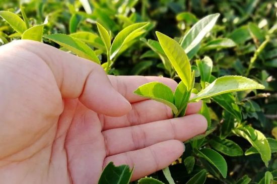 大紅袍四大品種有哪些，大紅袍的種類和著名品種特點(diǎn)介紹