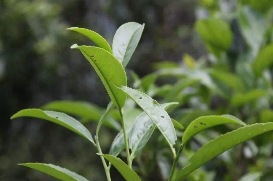 單叢茶十大香型以及常見品種大全，潮安鳳凰單樅十大名香歸類
