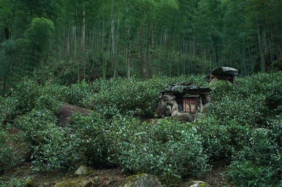 300塊錢的金駿眉能喝嗎，兩三百多金駿眉和一千多區(qū)別