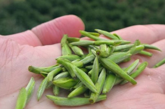 什么綠茶茶葉唇齒留香，哪個品種綠茶香氣好？