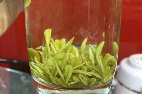茶中奇葩黃金芽，安吉白茶中黃金芽的特點(diǎn)