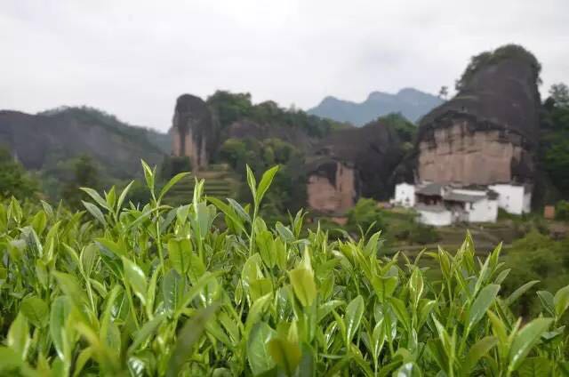 武夷山為什么盛產(chǎn)茶葉，武夷山茶為什么好喝？