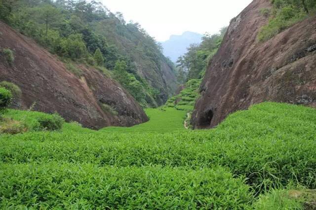 武夷山為什么盛產(chǎn)茶葉，武夷山茶為什么好喝？