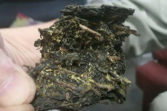 伏茶里的金花是黃曲霉素嗎，金花茯茶里的是什么菌