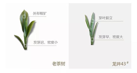 43號龍井屬于好茶嗎，龍井茶43號是什么意思？