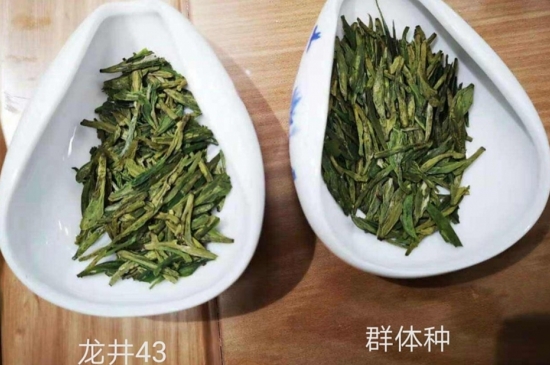43號龍井屬于好茶嗎，龍井茶43號是什么意思？