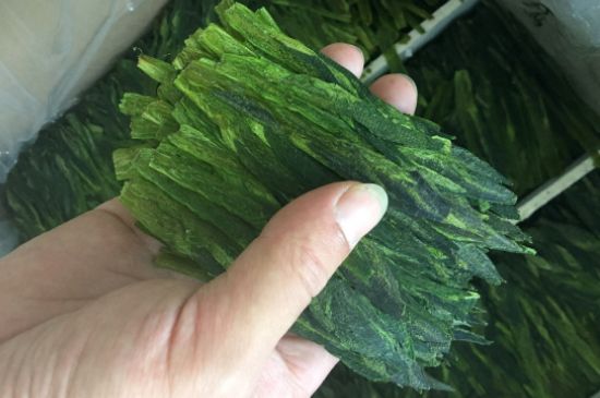 什么綠茶味道濃香，那個(gè)綠茶比較濃香？
