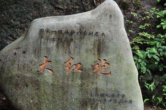 母樹大紅袍給誰喝了，為什么母樹大紅袍叫三棵六株？