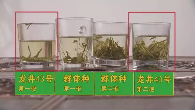 烏牛早和龍井的區(qū)別圖片，龍井43號(hào)和烏牛早茶的對(duì)比