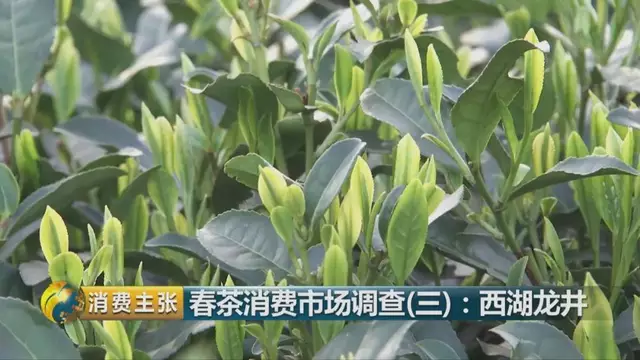 龍井群體種和43號(hào)的區(qū)別圖片，龍井43和群體種哪個(gè)好喝？