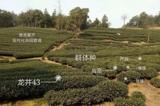 43號龍井屬于好茶嗎，龍井茶43號是什么意思？