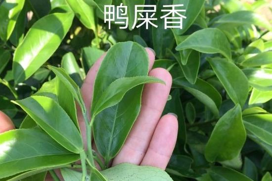 鴨屎香和大烏葉是同一種茶葉嗎，單叢大烏葉和鴨屎香有什么區(qū)別？
