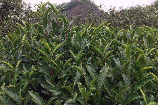 馬頭巖肉桂是大紅袍嗎，大紅袍肉桂屬于什么茶？