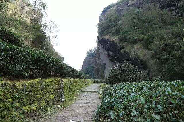 武夷山為什么盛產(chǎn)茶葉，武夷山茶為什么好喝？