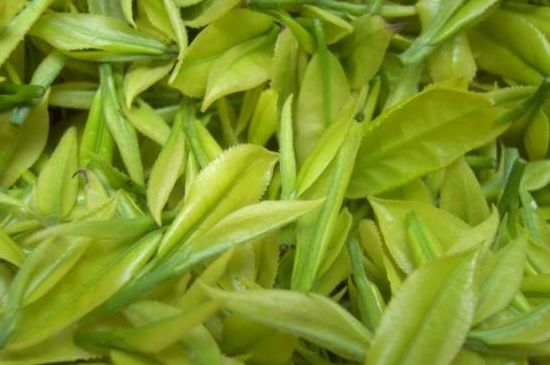 茶中奇葩黃金芽，安吉白茶中黃金芽的特點(diǎn)