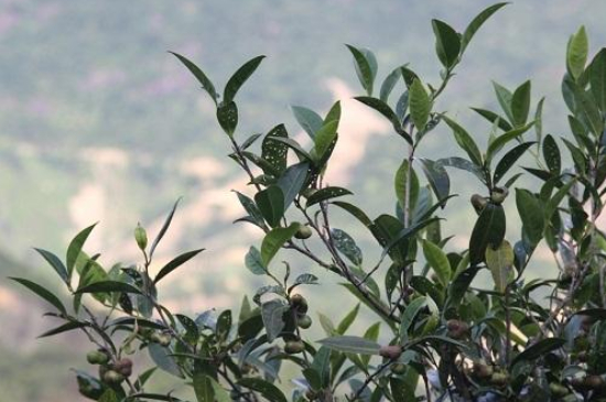 單叢茶十大香型以及常見品種大全，潮安鳳凰單樅十大名香歸類