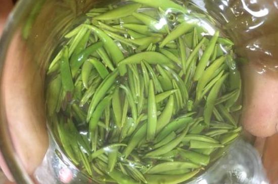 雀舌有一股青草味，雀舌為什么有青草味？