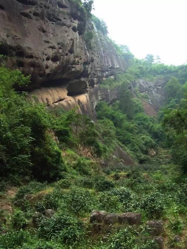 武夷山為什么盛產(chǎn)茶葉，武夷山茶為什么好喝？