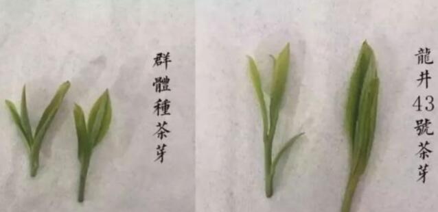 43號龍井屬于好茶嗎，龍井茶43號是什么意思？