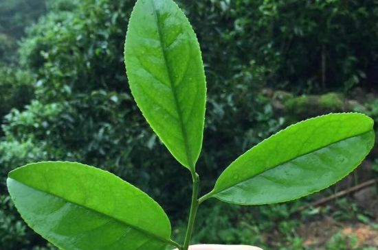鋸朵仔跟鴨屎香哪個(gè)貴，鋸朵子和鴨屎香哪個(gè)好喝？