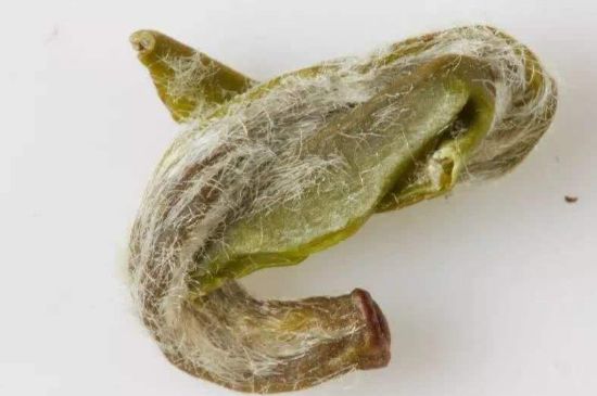 羊巖勾青是綠茶嗎，羊巖勾青茶屬于什么茶？