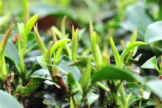 單樅茶什么季節(jié)最好喝，鳳凰單叢茶春茶好還是秋茶好？