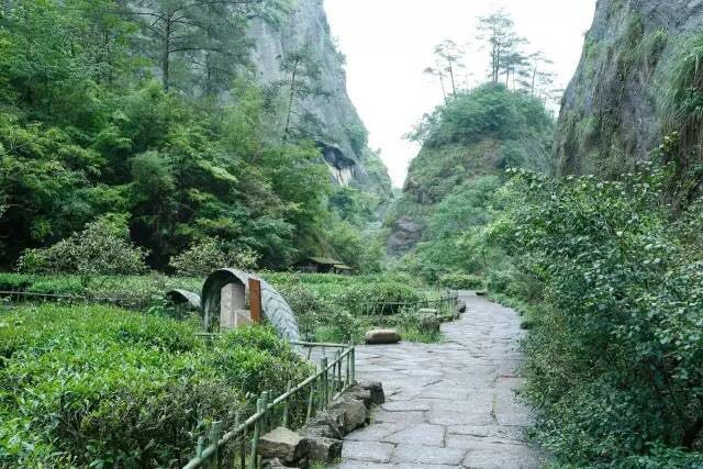 武夷山為什么盛產(chǎn)茶葉，武夷山茶為什么好喝？