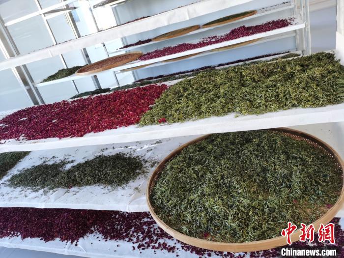 圖為王玲玲收購的各種山茶?！⊥貘Q遠 攝